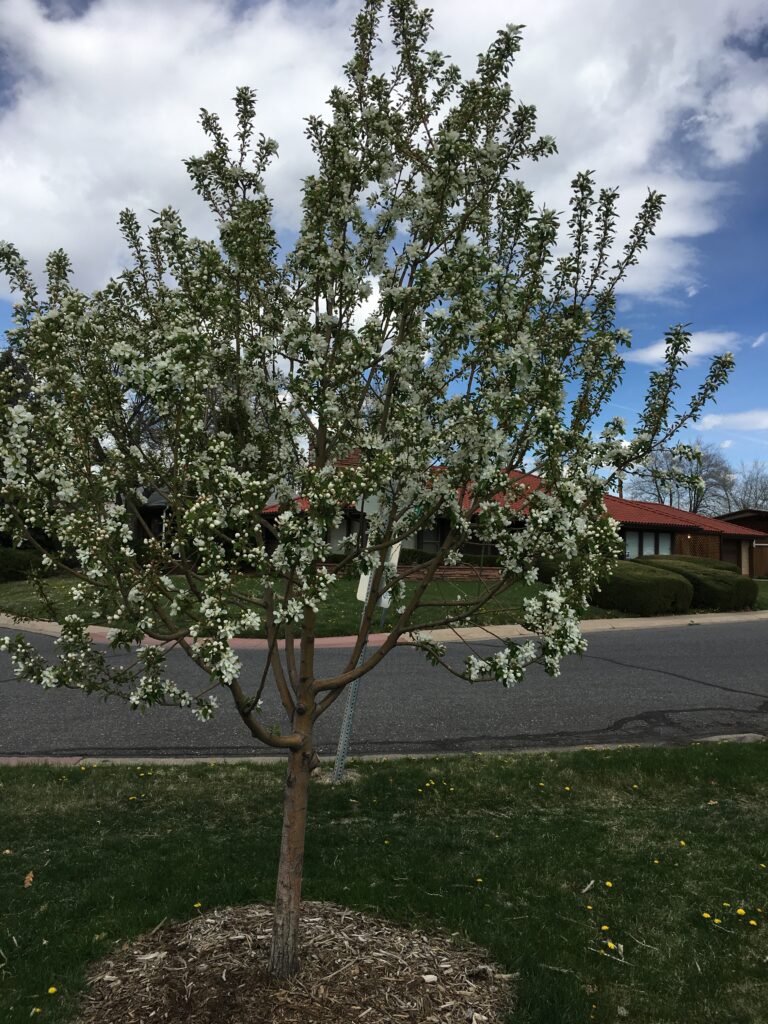 Sloan's Lake Memorial Tree